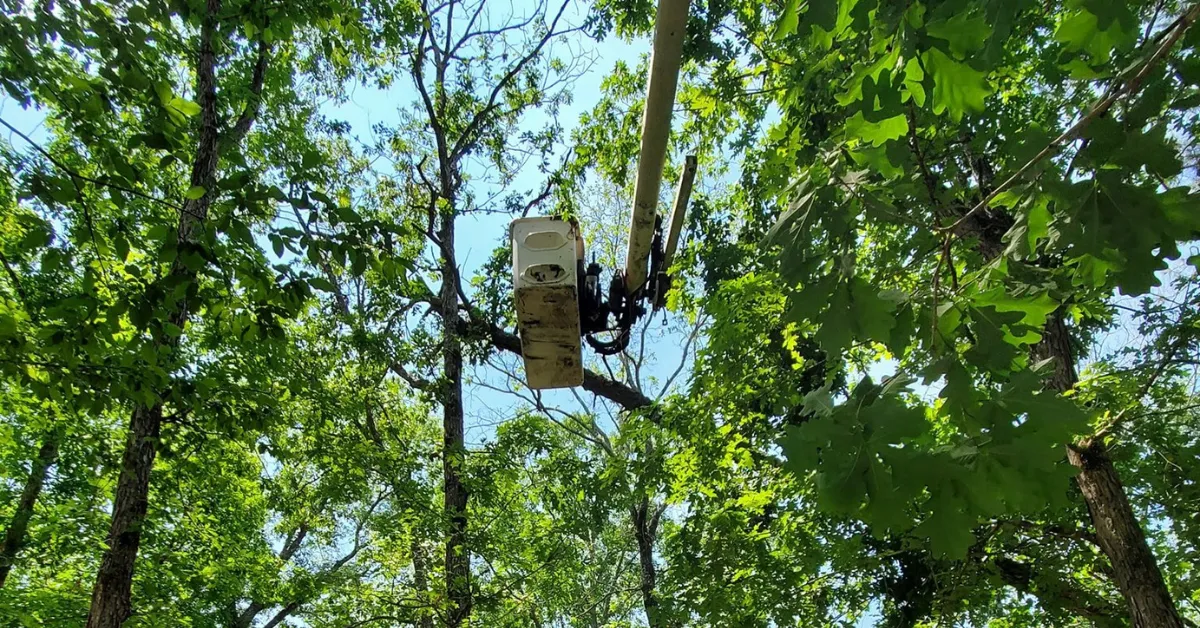 Tree Trimming & Pruning