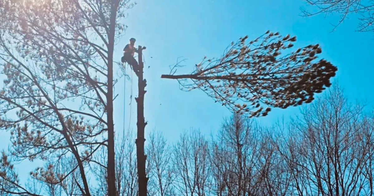 affordable tree service